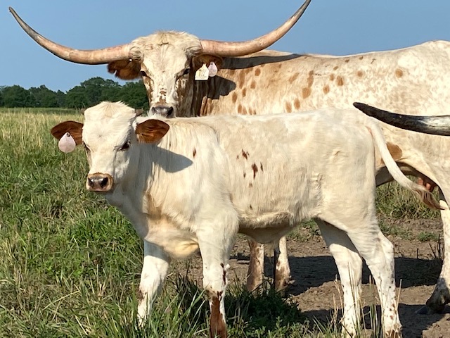 Dinsmore Stock Farm Located In North Central Missouri
